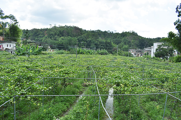 吉鸿基地