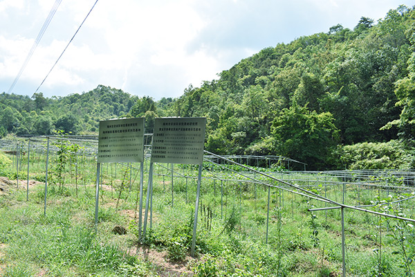 吉鸿基地